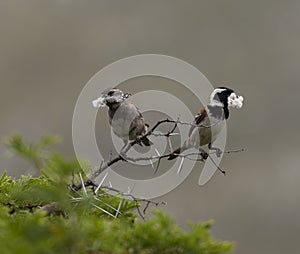 Pair of Cape sparrows Passer melanurus, or mossie, sitting on shrubb branch with wild camphor seedheads