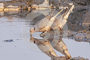 Pair of Cape Turtle Doves Drinking Reflections