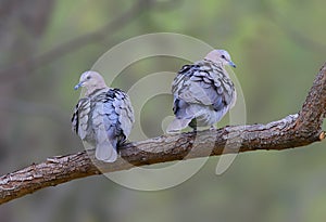 A pair of Cape Turtle Doves