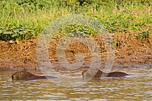 Pair of Capybara Swimming Partially Submerged along Riverbank