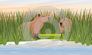 A pair capybaras on the bank of the pond. Shore of a pond with tall grass.