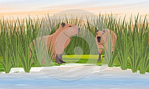 A pair capybaras on the bank of the pond. Shore of a pond with tall grass. photo