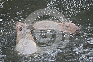 A pair of capybaras swimming photo