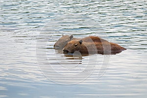 Pair of Capybaras swimming - World largest rodent