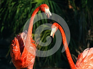 Pair of Caribbean Flamingos