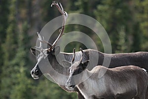 Pair of Caribou along the Alaska Highway photo