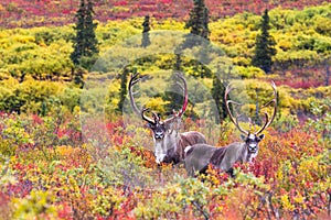 A pair of caribou in autumn in Denali national park in Alaska