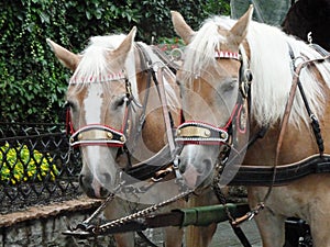 A pair of carriage horses