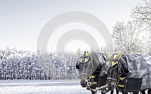 Pair of carriage horses in winter