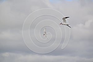 Pair of Caspian Terns (Hydroprogne caspia) in flight along shore of Kempenfelt Bay