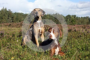 Pair of Catahoula leopard dogs