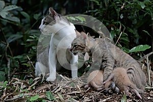 A pair of cats are guarding their three babies from predators.