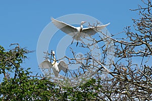 Pair of Cattle Egret flying over branches