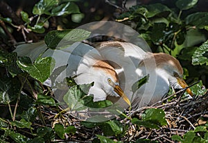 Pair of Cattle Egrets Huddled in their Nest