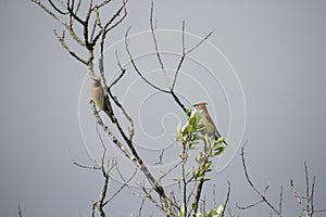 A pair of cedar waxwings perched on tree branches