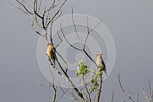 A pair of cedar waxwings perched on tree branches