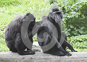 Pair of Celebes crested macaque