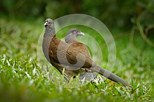 Pair of chachalaca. Grey-headed chachalaca, Ortalis cinereiceps, bird love, exotic tropic bird, forest nature habitat, pink and or
