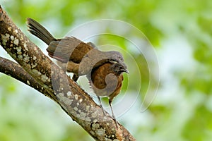 Pair of chachalaca. Grey-headed chachalaca, Ortalis cinereiceps, bird love, exotic tropic bird, forest nature habitat, pink and or