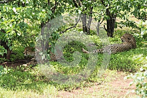 Pair of cheetah resting in the shade