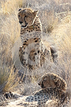 Pair of Cheetahs
