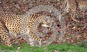 A pair of cheetahs acinonyx jubatus