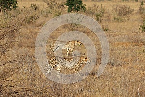 Pair of cheetahs on the hunt.