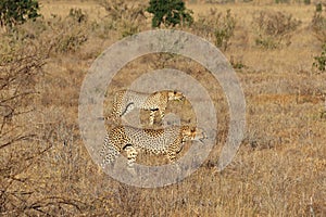 Pair of cheetahs on the hunt. photo
