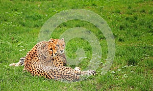 A pair of cheetahs lies in the grass. wildlife. animals