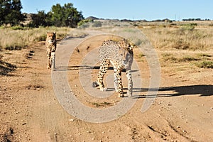 A pair of cheetahs on the move