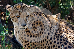 Pair of Cheetahs (Guepados) photo