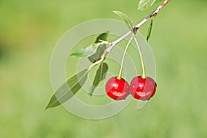 Pair of cherries on cherry-tree in orchard