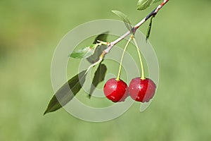 Pair of cherries on cherry-tree in orchard