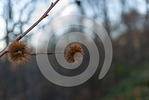 Pair of chestnut hedgehogs with chestnuts in Monte CastaÃ±ar Gallego in autumn 2