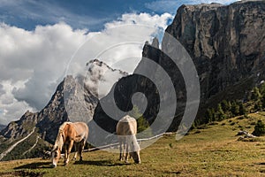 Pair of chestnut horses grazing on meadow in Dolomites