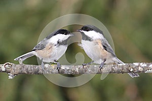 Pair of Chickadees on a Branch