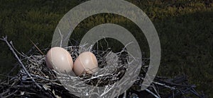 Pair of chicken eggs at sunrise