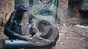 A pair of chimpanzees sits in an enclosure behind a zoo's glass fence. Video 4k