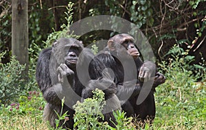 A pair of chimpanzees sitting and looking thoughtful in the wild, Kenya
