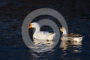 Pair of Chinese Geese Swimming on the Dark Blue Water