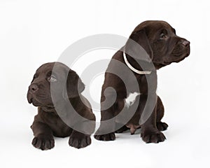 Pair of chocolate labrador retriever puppies