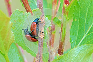 Leaf beetle