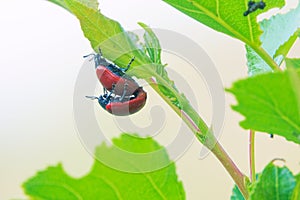 Mating leaf beetle