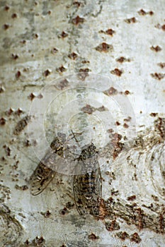 A pair of cicadas on a poplar trunk