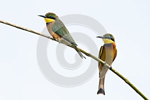 Pair of Cinnamon-chested bee-eater birds with long beaks perched on a thin branch