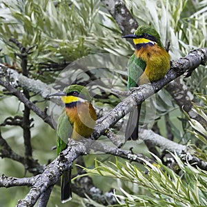 Pair of Cinnamon-chested Bee-eaters