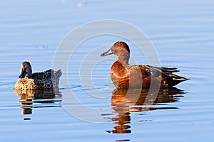 Pair of Cinnamon Teal Spatula cyanoptera ducks swimming in a pond at Merced National Wildlife Refuge