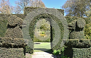 A pair of clipped topiary dogs