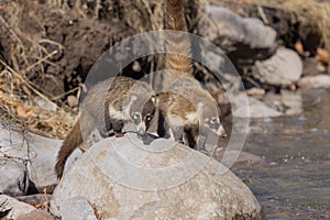 Pair of Coatimundi on a Rock in Arizona