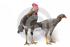 A pair of Cock Hen Ayam Kampong or Ayam Kampung is the chicken breed reported from Indonesia. The name means simply `free-range ch